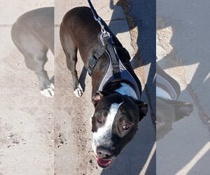 American Pit Bull Terrier Dogs for adoption in Monte Vista, CO, USA