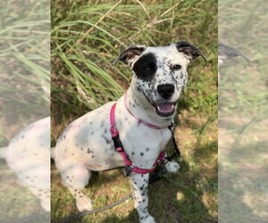 Mutt Dogs for adoption in Bemidji, MN, USA