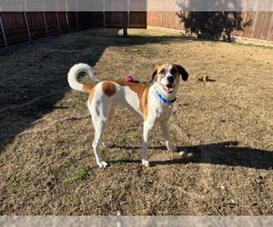 Great Pyrenees-Treeing Walker Coonhound Mix Dogs for adoption in Plano, TX, USA