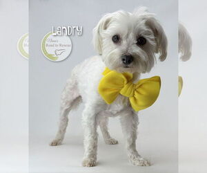 Maltese Dogs for adoption in Benton, LA, USA