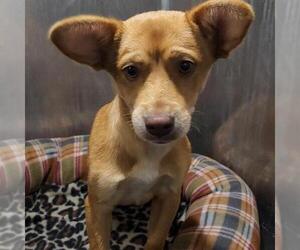 Labrador Retriever-Unknown Mix Dogs for adoption in San Antonio, TX, USA