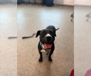 American Pit Bull Terrier-Beagle Mix Dogs for adoption in Saginaw, MI, USA