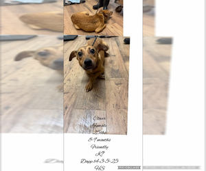 Mutt Dogs for adoption in Plainfield, IL, USA