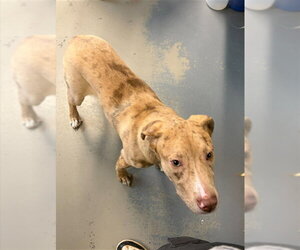 Catahoula Leopard Dog-Labrador Retriever Mix Dogs for adoption in Tallahassee, FL, USA