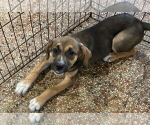 Labrador Retriever-Unknown Mix Dogs for adoption in Sanford, FL, USA