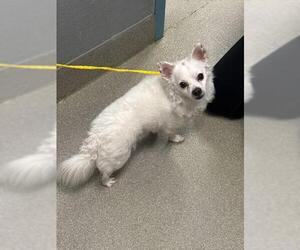 Chihuahua-Unknown Mix Dogs for adoption in Las Vegas, NV, USA