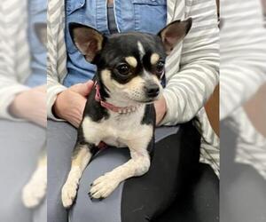 Chihuahua Dogs for adoption in Livingston, TX, USA