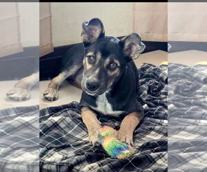 Mutt Dogs for adoption in Omaha, NE, USA