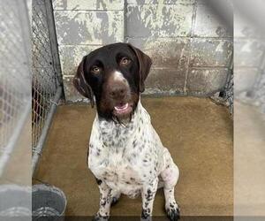 German Wirehaired Pointer Dogs for adoption in New Smyrna Beach, FL, USA