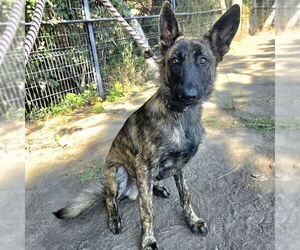 Dutch Shepherd -Unknown Mix Dogs for adoption in Long Beach, CA, USA