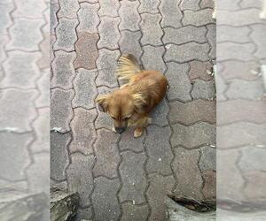 Mutt Dogs for adoption in San Antonio, TX, USA