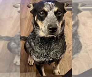 Mutt Dogs for adoption in San Antonio, TX, USA
