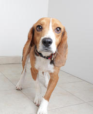 Beagle Dogs for adoption in Eden Prairie, MN, USA