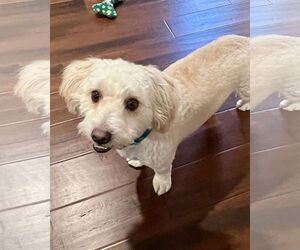 Poodle (Miniature)-Unknown Mix Dogs for adoption in Corona, CA, USA