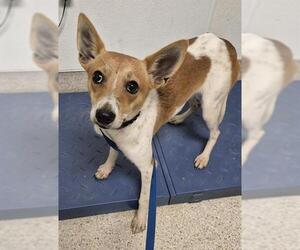 Medium Photo #1 Chihuahua-Unknown Mix Puppy For Sale in Bakersfield, CA, USA