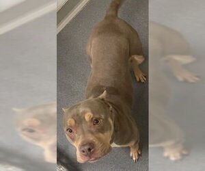 American Pit Bull Terrier Dogs for adoption in Glen Allen, VA, USA