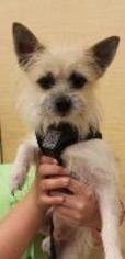 Medium Photo #1 Jack Chi Puppy For Sale in Claremore, OK, USA