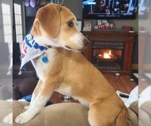 Basset Hound Dogs for adoption in Pendleton, NY, USA