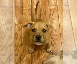 Boxador Dogs for adoption in Fredericksburg, VA, USA