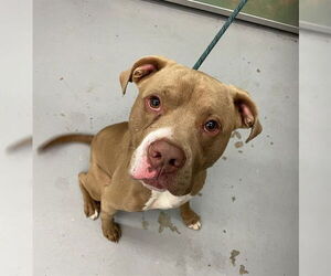 American Pit Bull Terrier Dogs for adoption in Waco, TX, USA