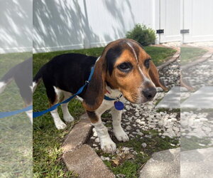 Medium Photo #2 Beagle Puppy For Sale in Dunnellon, FL, USA