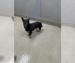 Chihuahua-Unknown Mix Dogs for adoption in Las Vegas, NV, USA