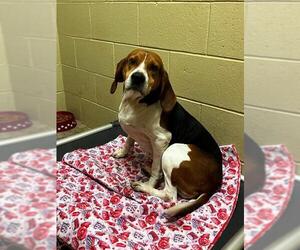 Treeing Walker Coonhound Dogs for adoption in Harrisville, WV, USA