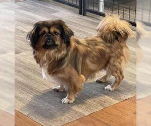 Pekingese-Unknown Mix Dogs for adoption in Hedgesville, WV, USA