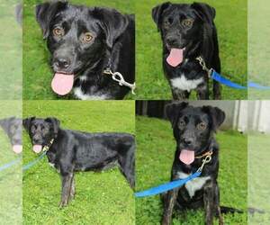 Mutt Dogs for adoption in Hanover, PA, USA
