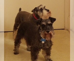 Miniature Schnauzer-Unknown Mix Dogs for adoption in Lenoir, NC, USA