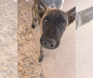 - Mix Dogs for adoption in Imlay City, MI, USA