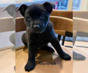 Labrador Retriever-Unknown Mix Dogs for adoption in Aurora, IN, USA