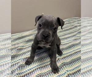 American Pit Bull Terrier Dogs for adoption in Redlands, CA, USA