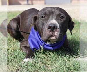 American Staffordshire Terrier-Unknown Mix Dogs for adoption in San Antonio, TX, USA