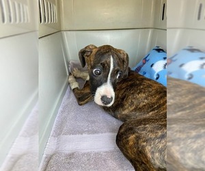 Boxer Dogs for adoption in Lake Forest, CA, USA