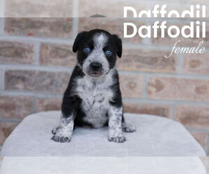 Australian Shepherd-Mountain Cur Mix Dogs for adoption in Monterey, VA, USA