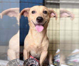 Chihuahua-Unknown Mix Dogs for adoption in Virginia Beach, VA, USA