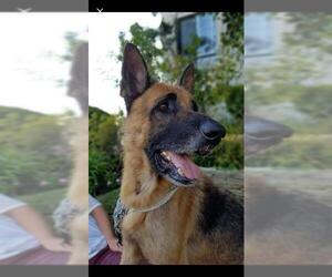 German Shepherd Dog Dogs for adoption in Santa Clarita, CA, USA
