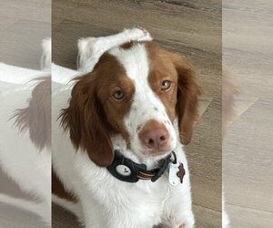 Brittany Dogs for adoption in Curwensville, PA, USA