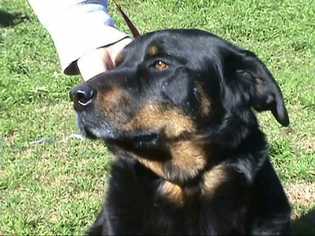 Medium Photo #1 Rottweiler-Unknown Mix Puppy For Sale in Tyler, TX, USA