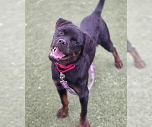 Rottweiler-Unknown Mix Dogs for adoption in Las Vegas, NV, USA