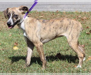 Feist Terrier-Unknown Mix Dogs for adoption in Prattville, AL, USA