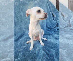 Chihuahua-Unknown Mix Dogs for adoption in San Francisco, CA, USA