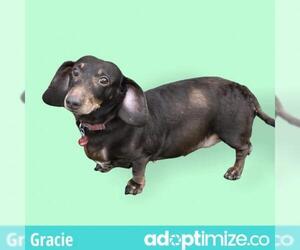 Dachshund Dogs for adoption in Nashville, GA, USA