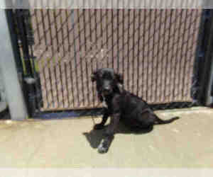 Sheprador Dogs for adoption in Norco, CA, USA