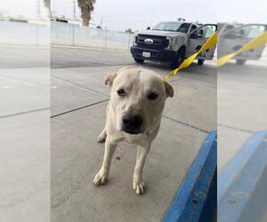 Siberian Husky Dogs for adoption in Bakersfield, CA, USA