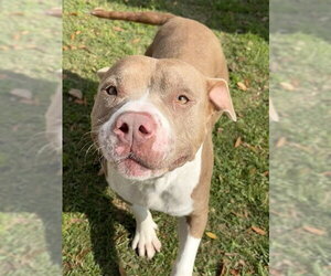 American Bulldog Dogs for adoption in Sugar Land, TX, USA