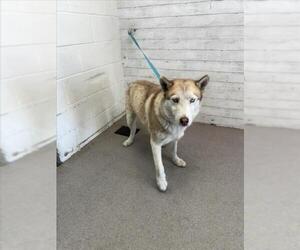 Siberian Husky Dogs for adoption in San Bernardino, CA, USA