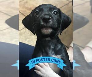 Catahoula Leopard Dog-Unknown Mix Dogs for adoption in Tallahassee, FL, USA