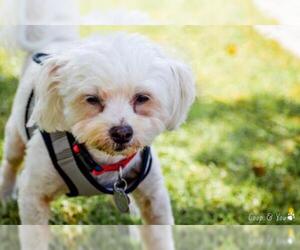 Zuchon Dogs for adoption in Orange, CA, USA